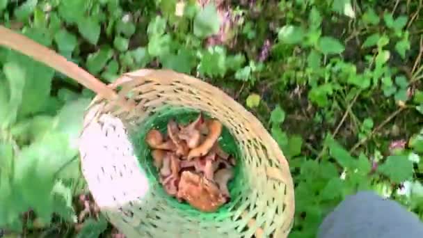 Busket s houbami a nohama houbového sběrače procházející se letním slunným lesem, houbový koncept — Stock video