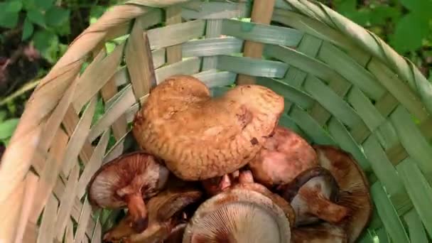 Vue rapprochée des champignons dans le panier d'un cueilleur de champignons marchant dans une forêt à la recherche de champignons — Video