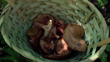 Ormanda yerde duran sepetin içindeki çeşitli mantarların yakın görüntüsü, mantar mantarı kavramı