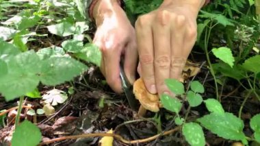 Ormanda mantar arayan biri, mantar toplayıcısı kahverengi mantarı bıçakla kesip sepete koyuyor.