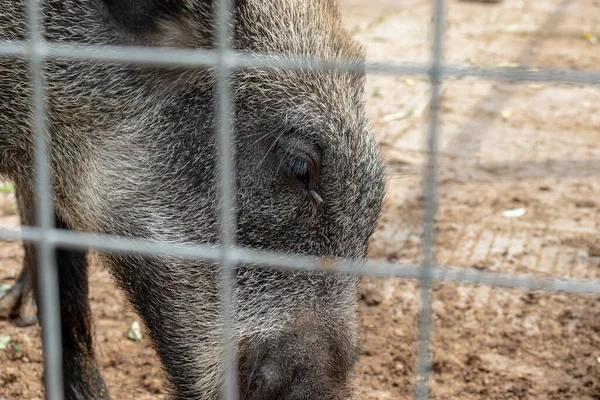 虚弱和生病的可怜的野猪猪被锁在金属栅栏后面的笼子里 想回家去营救被圈养的野生动物 — 图库照片