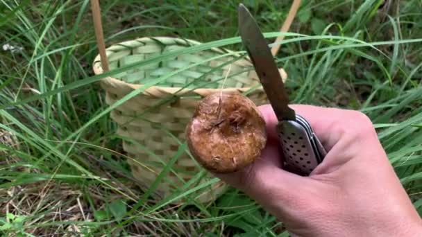 Een paddestoel plukker met eetbare paddestoel in de hand, mand is in het gras op de achtergrond — Stockvideo