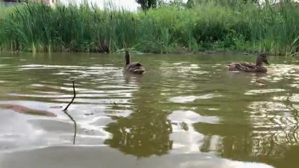 Mnoho kachen plavání na jezírku a jíst chléb, kachní krmení koncept, zblízka pohled — Stock video