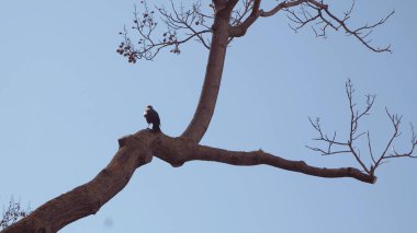 Kara karga ağaçta oturur..
