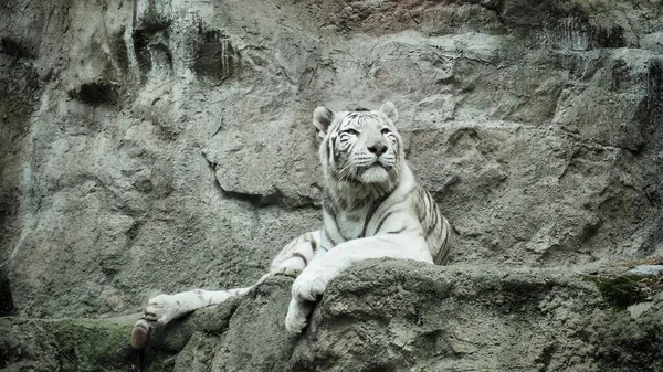 Λευκός Τίγρης Panthera Tigris Κάθεται Περήφανα Πάνω Στην Πέτρα Εικόνα Αρχείου