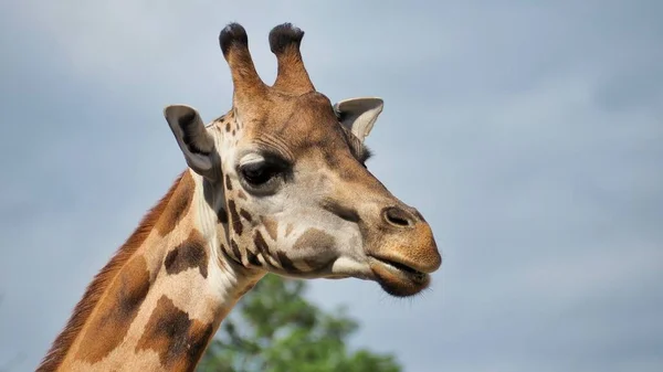 从侧面看南非长颈鹿 长颈鹿 的细节 — 图库照片