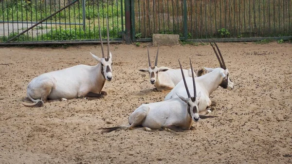 Arabian Oryx Oryx Leucoryx Seduto Terra Agghiacciante — Foto Stock