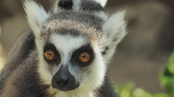 Anillo Cola Lémur Lemur Catta Mira Fijamente Los Turistas — Foto de Stock