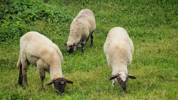 Trois Moutons Domestiques Ovis Aries Sont Nourris Pâturage — Photo