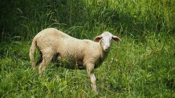 Les Moutons Domestiques Ovis Aries Sont Perdus Dans Les Pâturages — Photo
