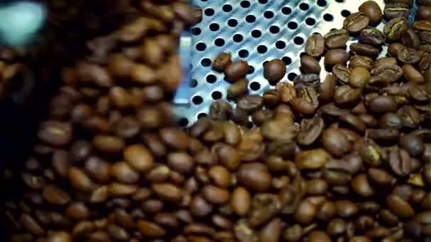 Prażenie Maszyny Świeżo Palone Ziarna Kawy Obrotowa Chłodzenia — Wideo stockowe