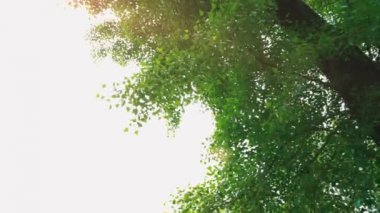 Bir şık küçük çocuk güneş gözlüğü ve bir kap ayakta salıncakta eğleniyor. Mutlu bir çocuğun salıncakta sürme kendi ayakları üzerinde duruyor