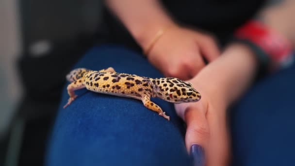 Small Gecko Crawls Foot Young Girl Exotic Pet Lizard — Stock Video