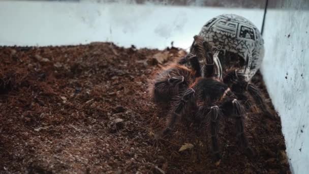 Spider Tarántula Terrario Primer Plano Mascota Exótica Araña Cautiverio — Vídeo de stock