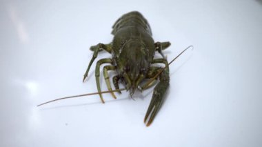 Beyaz arka planda, yemek, yakın çekim önce kerevit canlı kerevit