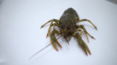 Beyaz arka planda, yemek, yakın çekim önce kerevit canlı kerevit