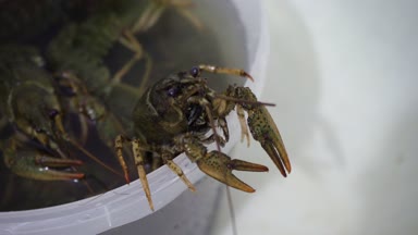 Canlı kerevit sürüngen bir kova su, deniz ürünleri