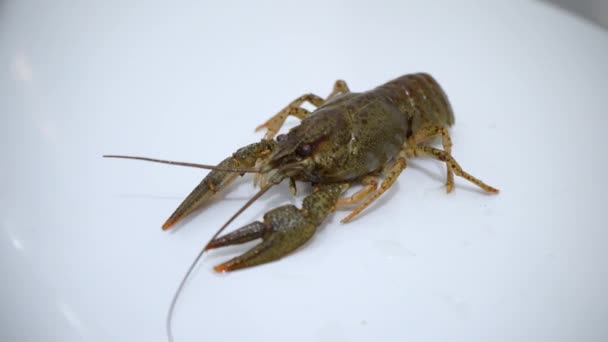 Live Crayfish White Background Crayfish Cooking Close — Stock Video