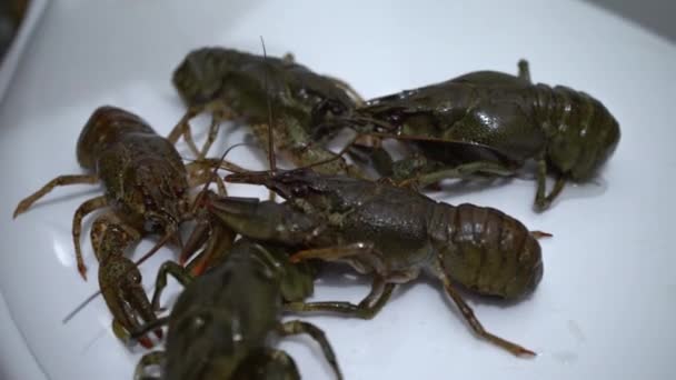 白色背景的活螯虾 烹调前的小龙虾 — 图库视频影像