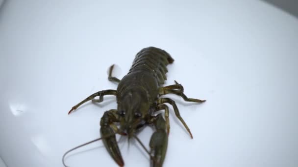 白色背景的活螯虾 烹调前的小龙虾 — 图库视频影像