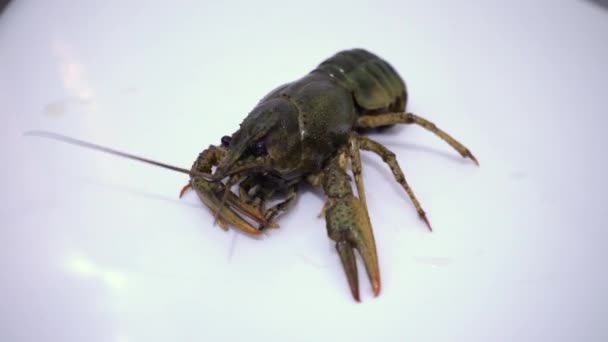 Live Crayfish White Background Crayfish Cooking Close — Stock Video