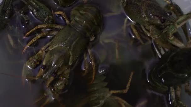 Live Crayfish Creep Bucket Water Seafood — Stock Video