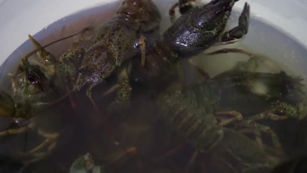 Lebende Krebse Kriechen Einem Eimer Wasser Meeresfrüchte — Stockvideo