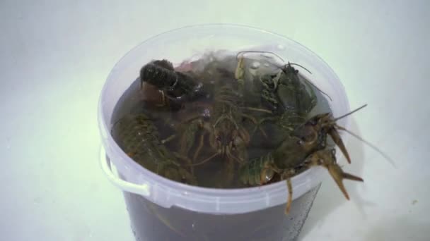 Live Crayfish Creep Bucket Water Seafood — Stock Video