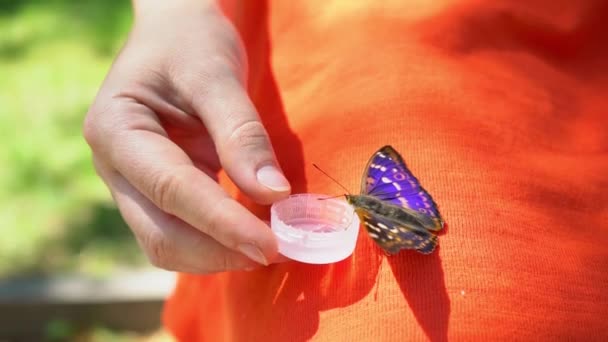 Mariposa bebe agua de las manos femeninas, una mariposa descansando sobre las piernas de una niña — Vídeo de stock
