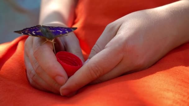 Mariposa bebe agua de manos femeninas, mariposa sedienta — Vídeos de Stock