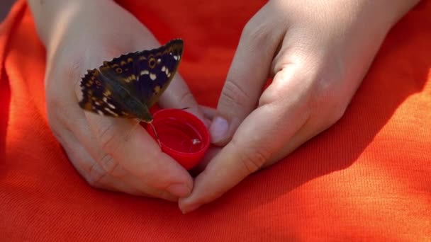 Бабочка пьет воду из женских рук, жаждущая бабочка — стоковое видео