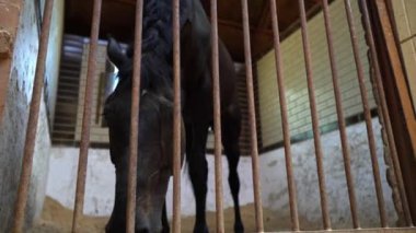 Siyah safkan at ahır ahır, ahır, siyah bir aygır portresi