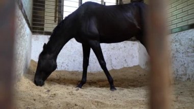 Siyah bir yarış atı ahırda güzel bir karanlık aygır yiyor