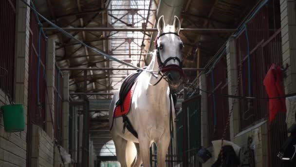 Un hermoso caballo blanco en jaque y con una silla de montar en medio de los establos — Vídeos de Stock