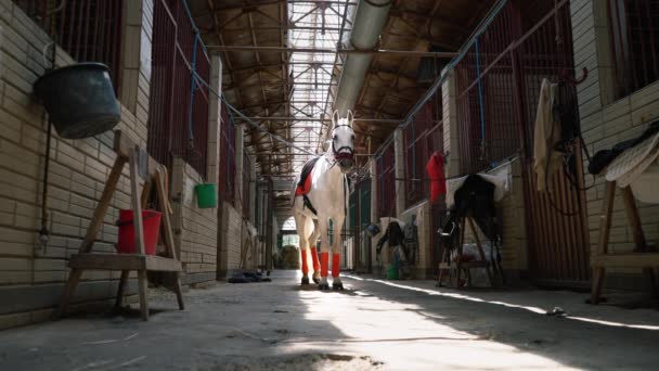 Sebuah Kuda Putih Yang Indah Cek Dan Dengan Pelana Berdiri — Stok Video