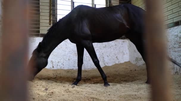 Un cheval de course noir mange dans les écuries, un bel étalon sombre 