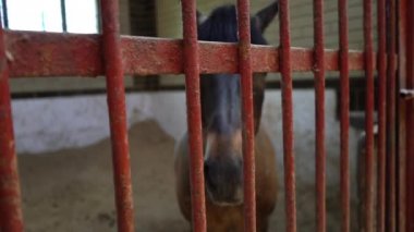 Ahır, ahır içinde bir aygır portresi soylu defne at