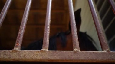 Kamera ayakta ahır demir çubukları yakınındaki içine at görünüyor