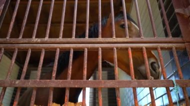 Kamera ayakta ahır demir çubukları yakınındaki içine at görünüyor