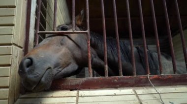 At ahırları barlarda pencereden onun namlu sopa, fotoğraf makinesi ayakta ahır demir çubukları yakınındaki içine at görünüyor