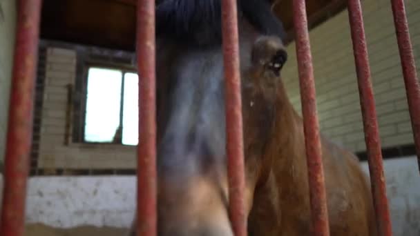 Hesten i stallen. Portrett av en hingst i stallen. – stockvideo