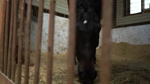 Czarny koń wyścigowy zjada w stajni, piękny ciemny ogier — Wideo stockowe