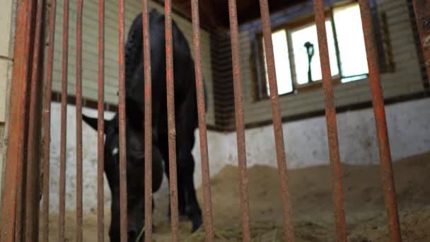 Un cheval de course noir mange dans les écuries, un bel étalon sombre — Video