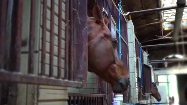Le museau d'un cheval regarde hors de la stalle, les chevaux dans les écuries 