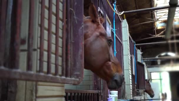 O focinho de um cavalo olha para fora da tenda, cavalos nos estábulos — Vídeo de Stock