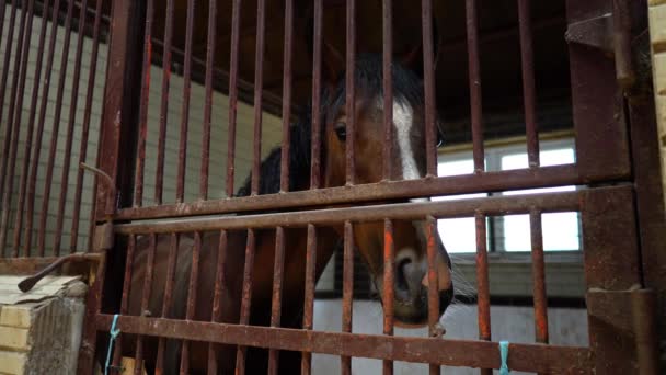 Das Pferd blickt in die Kamera, die in der Nähe der Eisenstangen der Ställe steht — Stockvideo