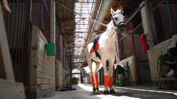Un hermoso caballo blanco en jaque y con una silla de montar en medio de los establos — Vídeos de Stock