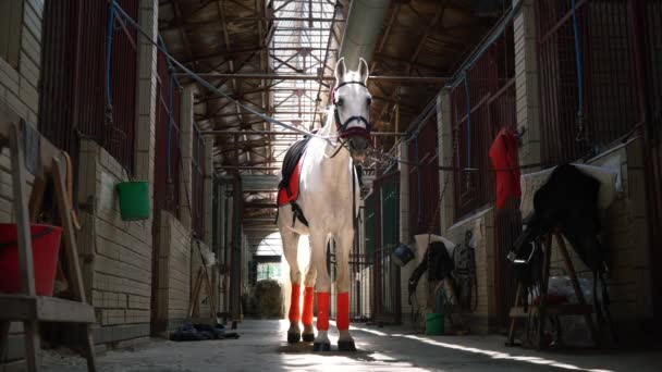 Un bellissimo cavallo bianco a scacco e con una sella si erge in mezzo alle scuderie — Video Stock