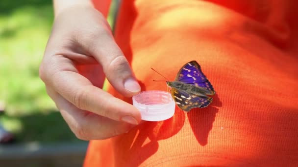 Mariposa bebe agua de las manos femeninas, una mariposa descansando sobre las piernas de una niña — Vídeos de Stock