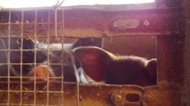 Bebek domuz geleneksel hayvancılık çiftliğinde yakın çekim